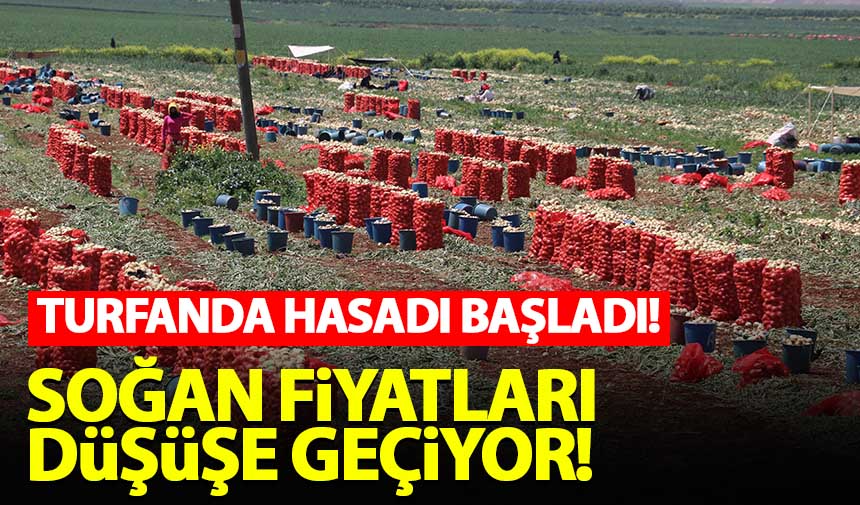 Turfanda hasadı başladı Soğan fiyatları düşüşe geçiyor Habervakti