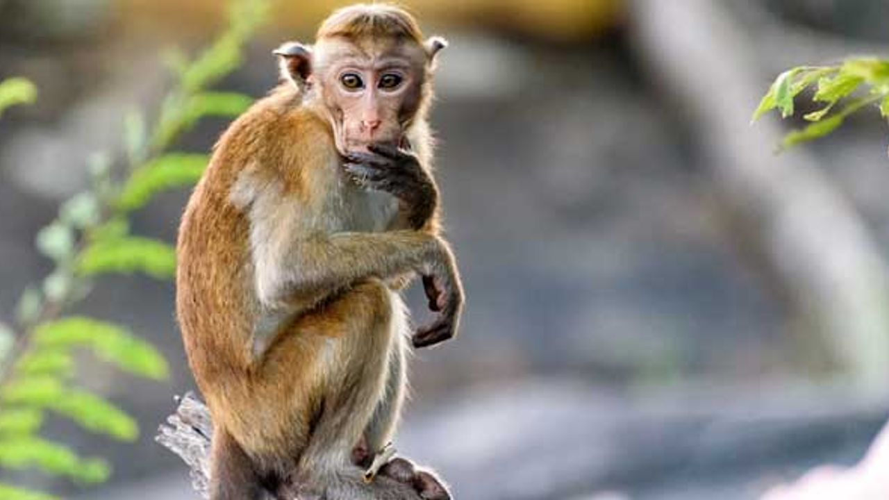 Çin'de ortaya çıkan Maymun B Virüsü nedir?