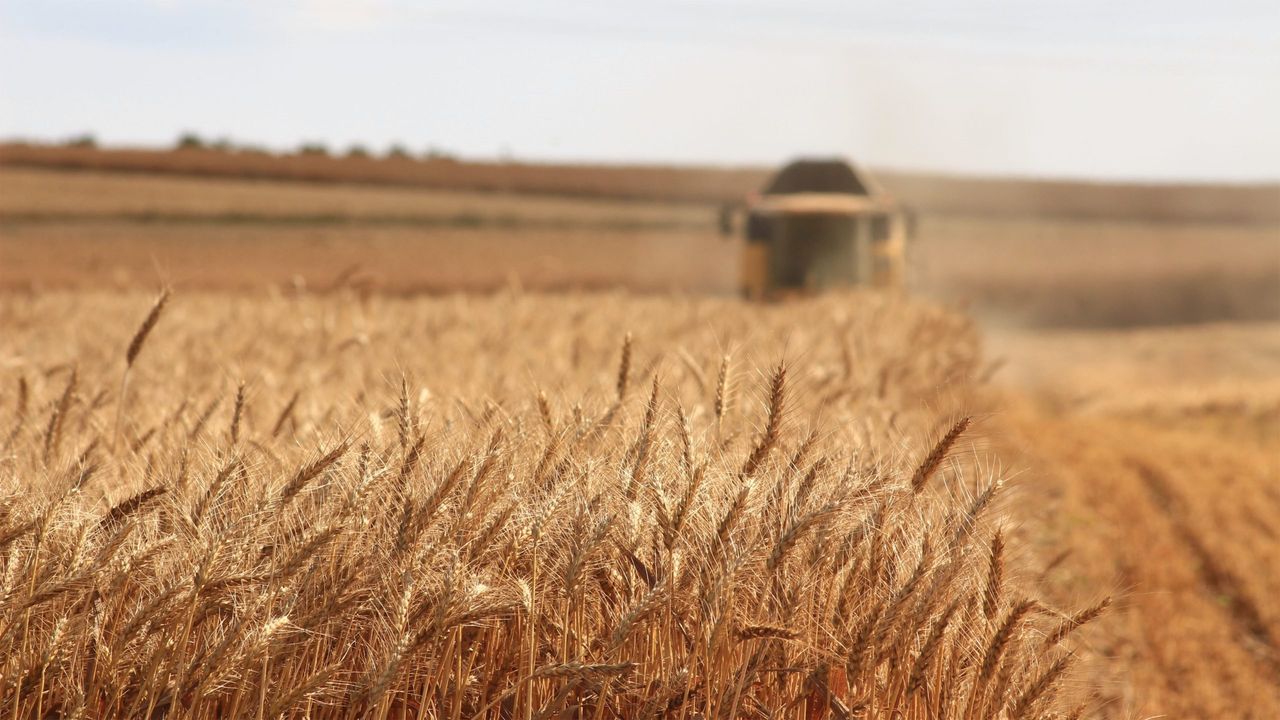 Buğday fiyatlarındaki artış yüzde 40'ın üzerine çıktı