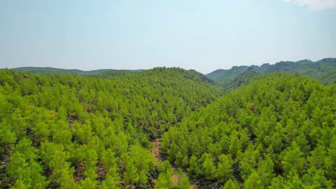 Kastamonu'da üzerine ağaç devrilen orman işçisi öldü