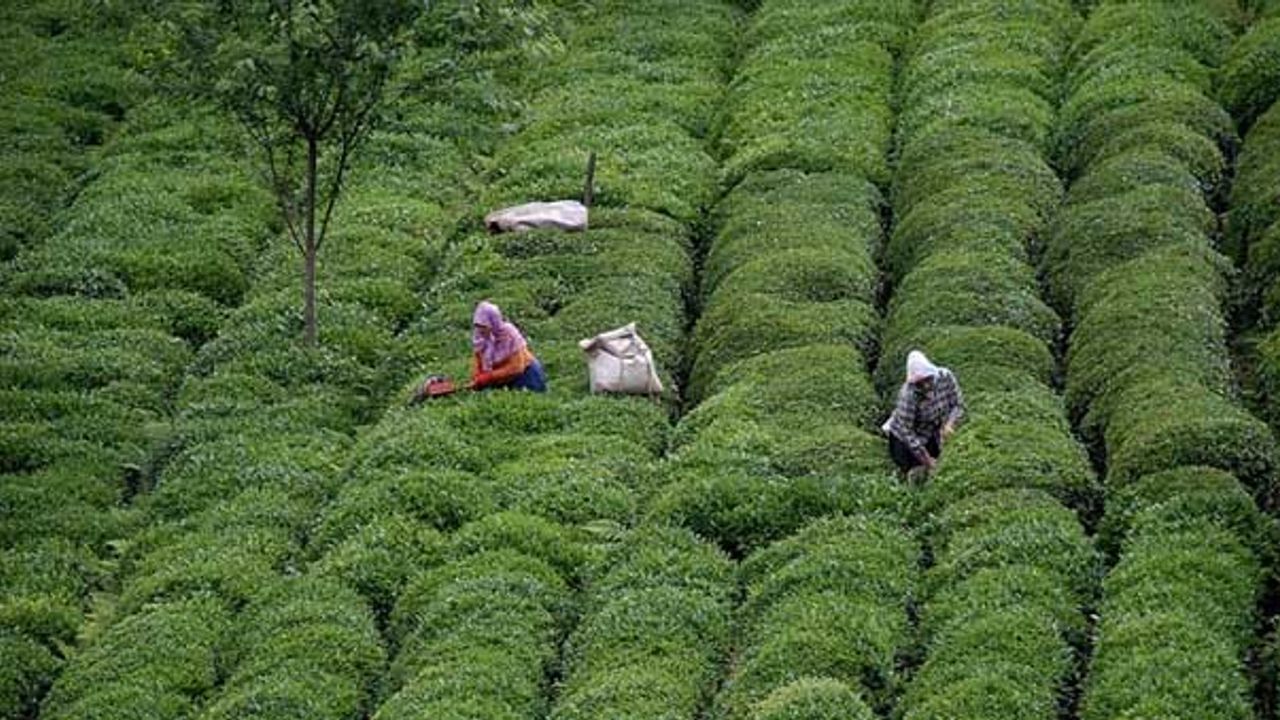 Çay ihracatı geçen yıla oranla yüzde 52 arttı