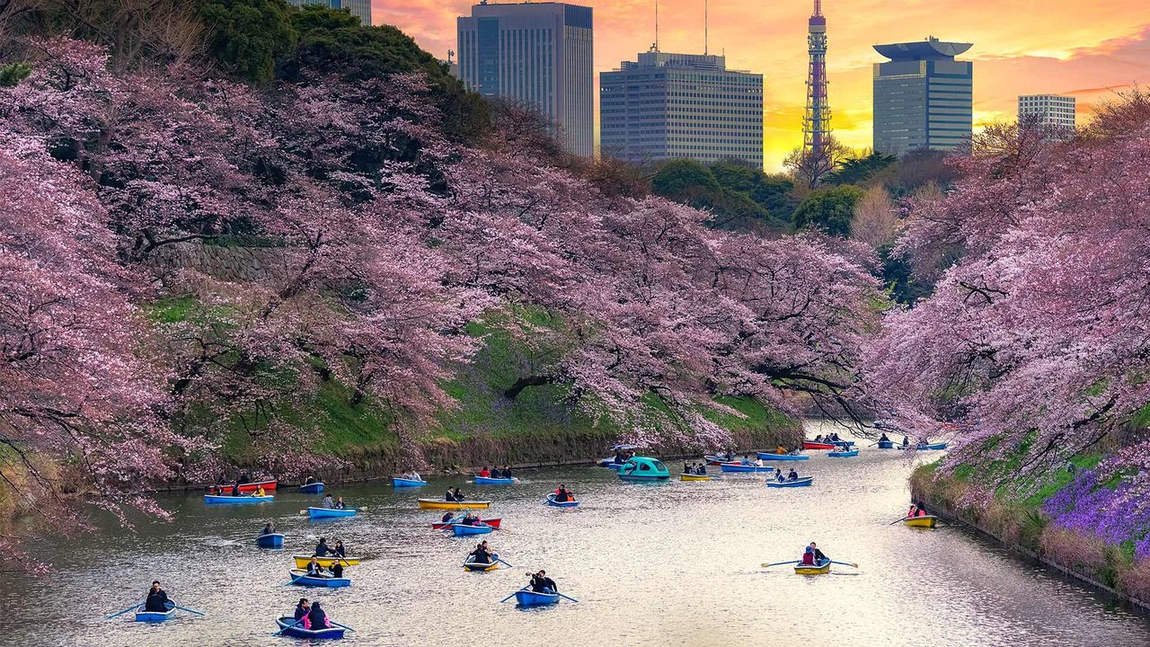Japonya'da ilkbahar başlangıcının simgesi sakuralar açtı