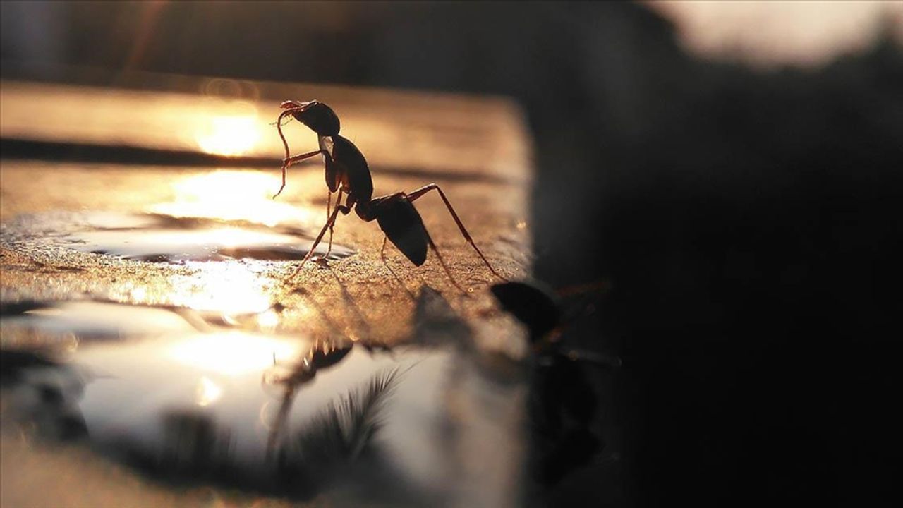 Japonya'da Arjantin karıncası alarmı, İstila edip, çoğalıyor!