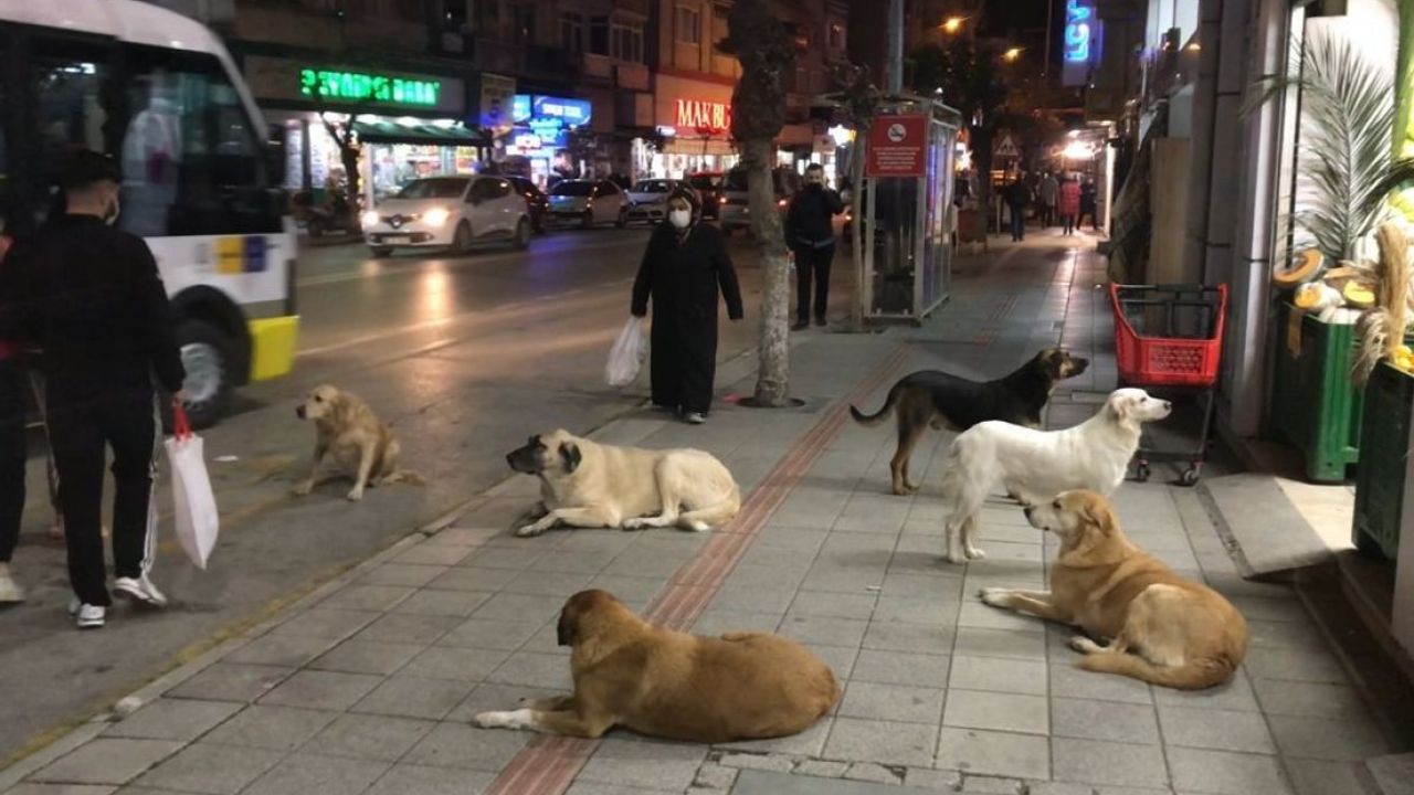 Türkiye'de ilk: Köpek kurultayı kuruldu