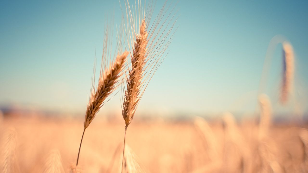 3 Arap ülkesinde buğday krizi yaşanıyor