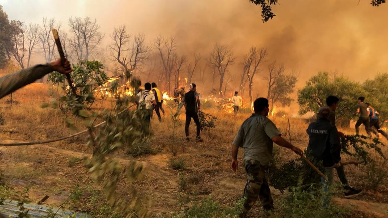 Cezayir’de orman yangınlarına karşı yüksek alarm durumu ilan edildi