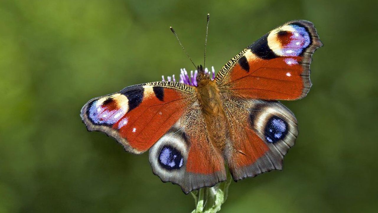 İngiltere'de halka "kelebek sayma" çağrısı