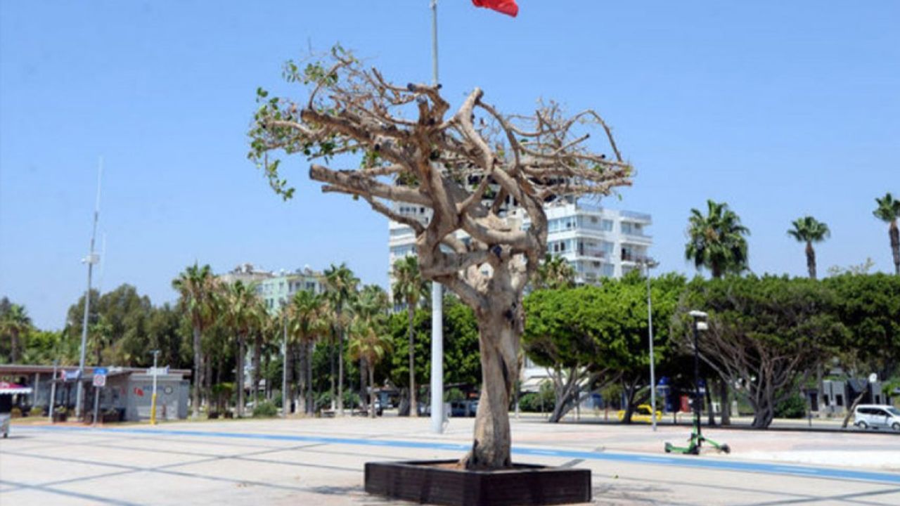 Mersin'de kauçuk ağacının kurutulmasının ardından daire başkanı görevden alındı
