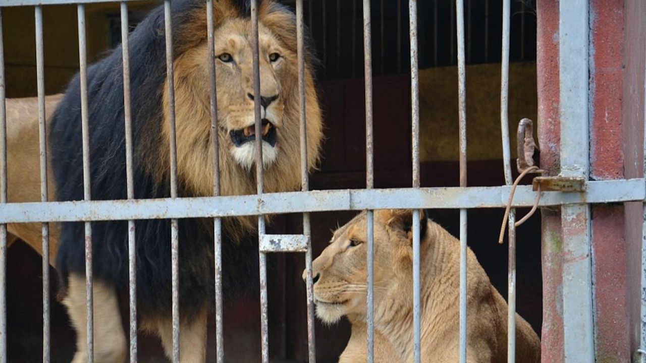 Hayvanat bahçesindeki 'davetsiz misafir' saldırı sonucu hayatını kaybetti