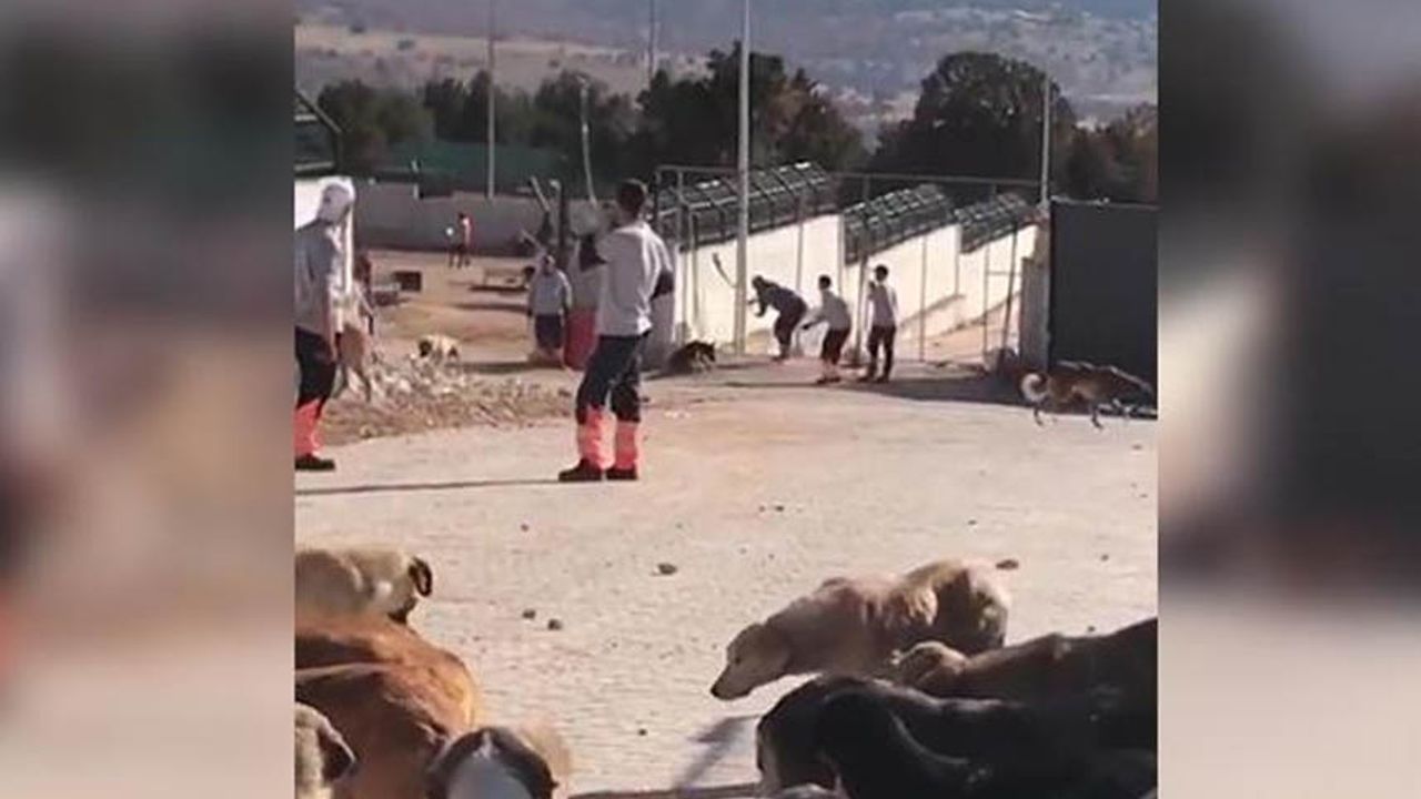 Konya'daki hayvan bakımevi sanıklarına tahliye kararı