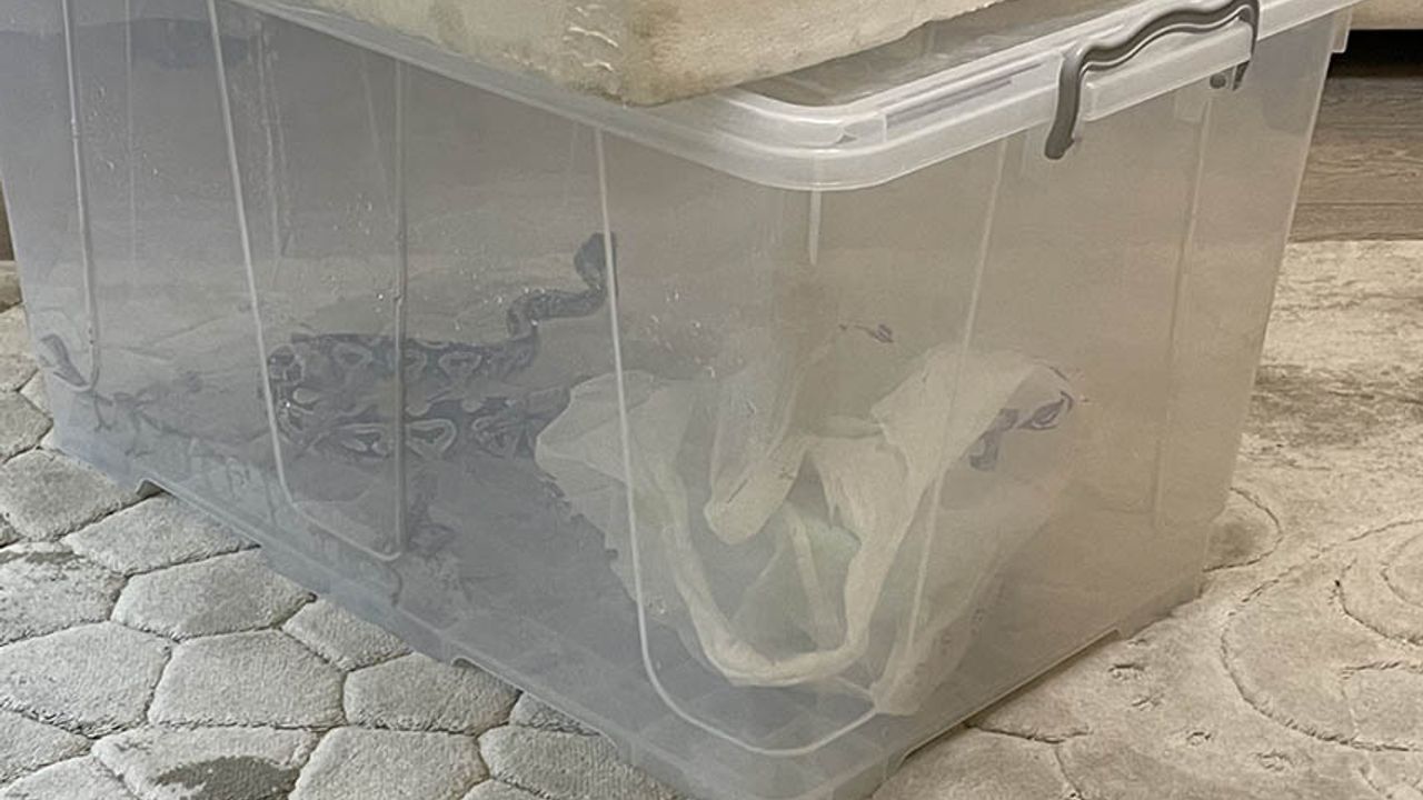 Aksaray'da bir evde kraliyet piton yılanı, kaplumbağa ve sakallı ejderler bulundu