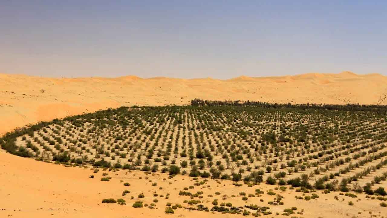 Suudi Arabistan 2030'a kadar 49 milyon ağaç dikmeyi hedefliyor!