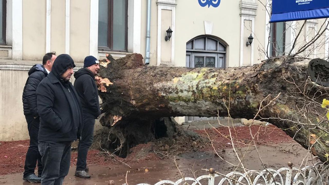 İstanbul Dolmabahçe'de fırtına nedeniyle çınar ağacı caddeye devrildi