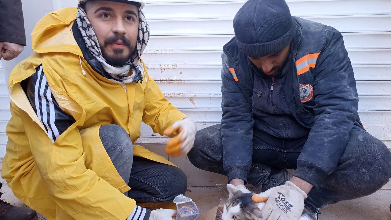 Gaziantep'te enkazdan 54 saat sonra kurtarılan kedi veterinere götürüldü