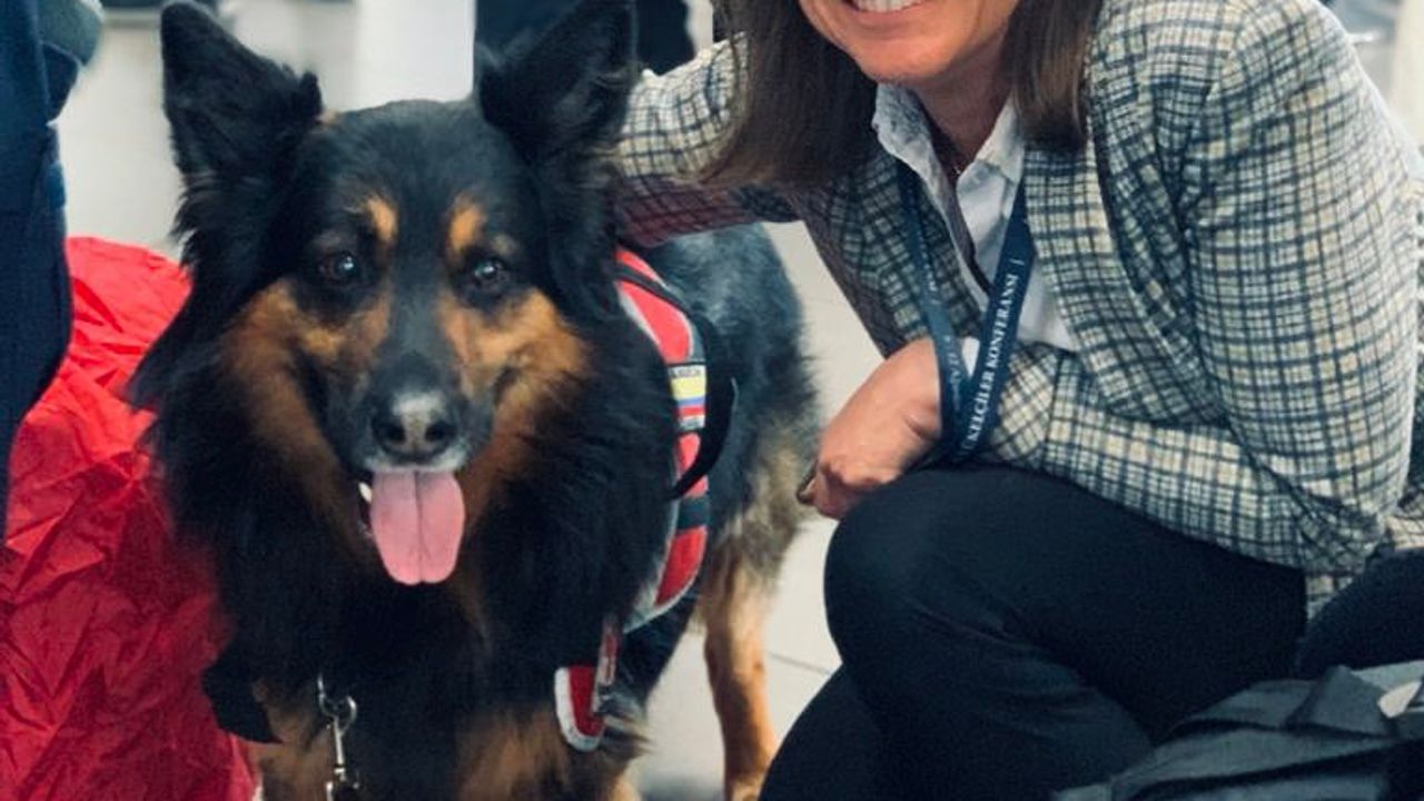Kolombiya'dan Türkiye'ye gelen arama kurtarma köpeği "Aaron" hayatını kaybetti
