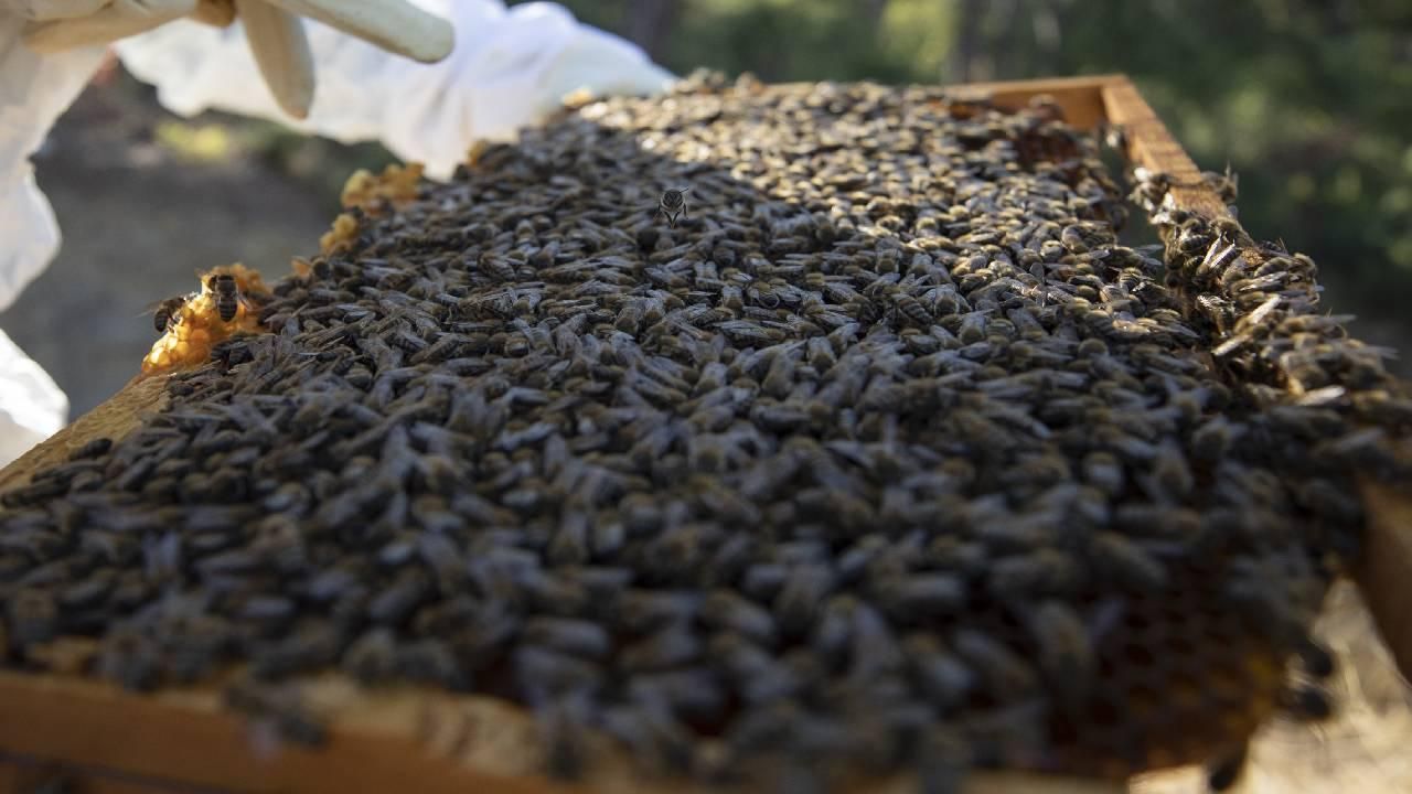 Galler'de binlerce arı, kovanlarıyla çalındı