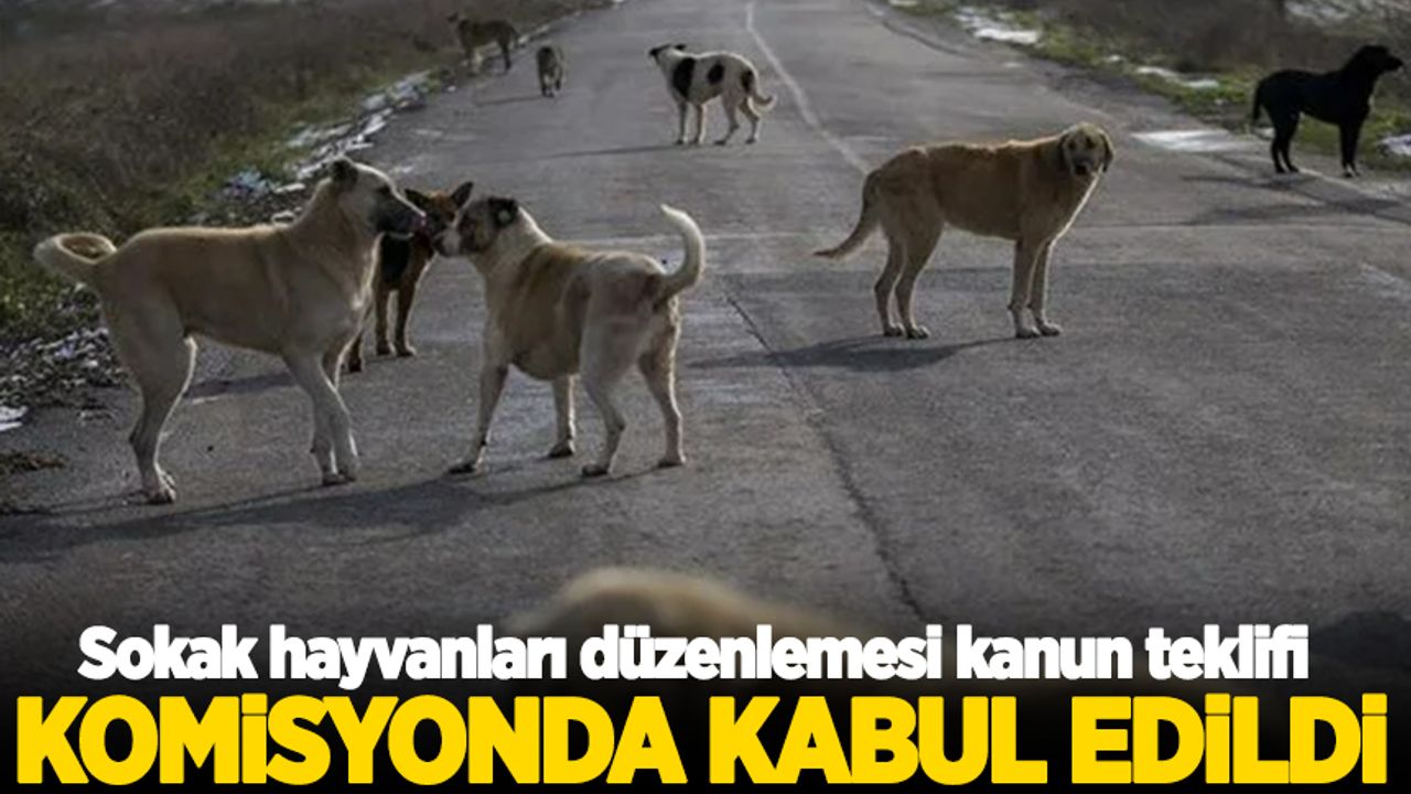 Sokak Hayvanları Düzenlemesi Kanun Teklifi Komisyonda Kabul Edildi ...