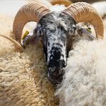 Akika kurbanı nedir? Ne için kesilir? Akika kurbanını kim kesmelidir? Erkek ve kız çocuk için kaç kurban kesilir?