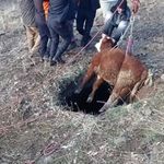 Kayseri'de boş su kuyusuna düşen dana kurtarıldı