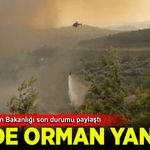 Tarım ve Orman Bakanlığı 4 ildeki orman yangınları hakkında son durumu paylaştı
