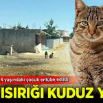 Kedinin ısırdığı 4 yaşındaki çocuk entübe edildi! Kuduz testi pozitif çıktı