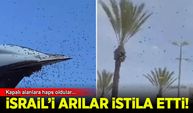 Arılar İsrail'i istila etti: İşgalciler kapalı alanlara kaçıştı