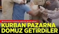 Kurban pazarına domuz getirdiler!