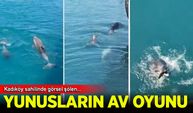 Kadıköy'de iskele yakınında balık avlayan yunuslar