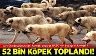 Ankara'da 52 bin sahipsiz köpeğin NATO için toplatılmasına İsmail Kılıçarslan'dan tepki