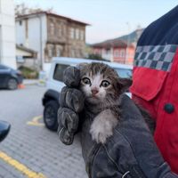 Sakarya