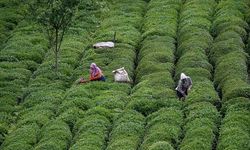 Çay ihracatı geçen yıla oranla yüzde 52 arttı