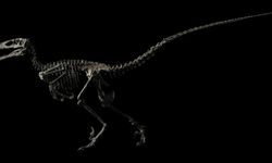 Jurassic Park'a ilham veren dinazor iskeleti 191 milyon TL'ye satıldı!