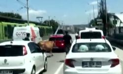 Boğalar ana yola indi trafiği birbirine kattı