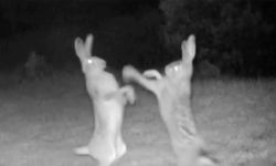 Tavşanların kavgası fotokapan ile görüntülendi
