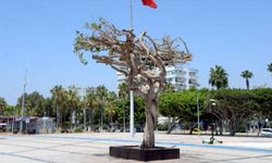 Mersin'de yarım asırlık kauçuk ağacını CHP'li belediye çalışanları kurutmuş