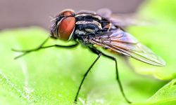 ABD’li bilim insanları sinek beynini hackledi