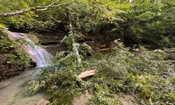 Sinop'ta devrilen ağacın altında kalan 2 kişi öldü
