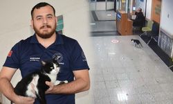 Bitlis'te sekerek acil servise giden kedi tedavi edildi