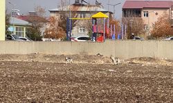 Erzurum'da aç kalan iki kurt ilçe merkezine indi