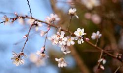 Sıcaklığın mevsim normallerinin üstünde olduğu Kırklareli'nde badem ağacı çiçek açtı
