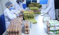 Ordu'da üretilen organik yumurtalar BAE pazarına açılıyor!
