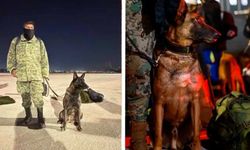 Sarıyer Belediyesi, Meksika ekibinin Adıyaman'da ölen köpeği Proteo'nun heykelini dikecek