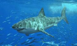 Su altında balık avlayan kişi köpek balığı saldırısında öldü
