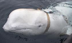 'Casus' balina bu sefer İsveç kıyılarında görüldü