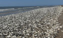 ABD'nin güney sahillerinde binlerce balık kıyıya vurdu