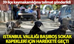 Vali Gül  39 ilçe kaymakamlığına talimat gönderdi: Başıboş sokak köpekleri toplanacak
