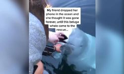 Beyaz balina, denize düşen telefonu böyle geri getirdi