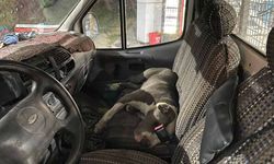 Pitbull cinsi köpek kamyoneti rehin aldı! Sürücü 6 saat yardım bekledi