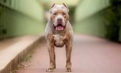 'American Bully XL' cinsi köpeklere yasak