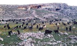 Mersin'de, keçi otlatan çobana 728 bin liralık ceza!